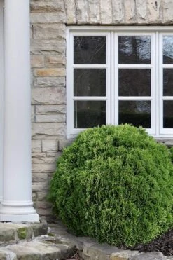 Planet Earth Arborvitae - 3 Gallon Pot 11 Planet Earth Arborvitae - 3 Gallon Pot -FRUIT TREES & PLANTS Sales Arborvitae Woodwardii Globe 12