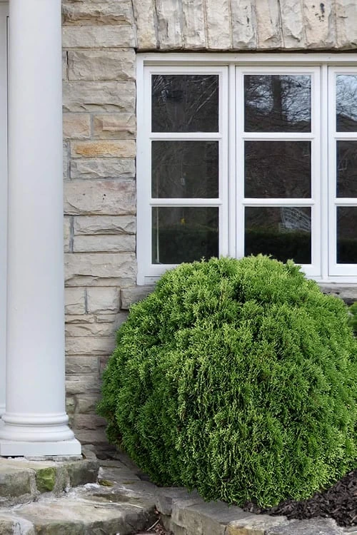 Planet Earth Arborvitae - 3 Gallon Pot 7 Planet Earth Arborvitae - 3 Gallon Pot - Image 5