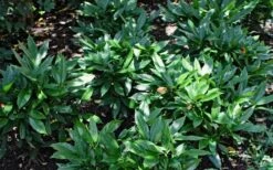 Dwarf Green Aucuba - Japanese Laurel - 3 Gallon Pot 12 Dwarf Green Aucuba - Japanese Laurel - 3 Gallon Pot -FRUIT TREES & PLANTS Sales Aucuba Dwarf Green 1