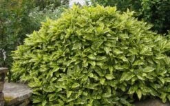 Gold Dust Aucuba (Japanese Laurel) - 1 Gallon Pot -FRUIT TREES & PLANTS Sales Aucuba Gold Dust 14