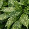 Gold Dust Aucuba - Japanese Laurel - 3 Gallon Pot 2 Gold Dust Aucuba - Japanese Laurel - 3 Gallon Pot -FRUIT TREES & PLANTS Sales Aucuba Gold Dust 16 1