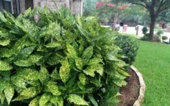 Gold Dust Aucuba (Japanese Laurel) - 1 Gallon Pot -FRUIT TREES & PLANTS Sales Aucuba Gold Dust 18