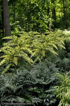 Hosoba Hoshifu Variegated Aucuba (Japanese Laurel) - 1 Gallon Pot -FRUIT TREES & PLANTS Sales Aucuba Hosoba Hoshifu