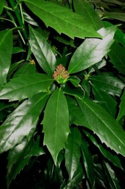 Sawtoothed Aucuba Serratifolia - 1 Gallon Pot -FRUIT TREES & PLANTS Sales Aucuba Sawthooth 1
