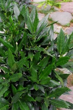 Sawtoothed Aucuba Serratifolia - 1 Gallon Pot -FRUIT TREES & PLANTS Sales Aucuba Serratifolia Sawtooth 500x750 2