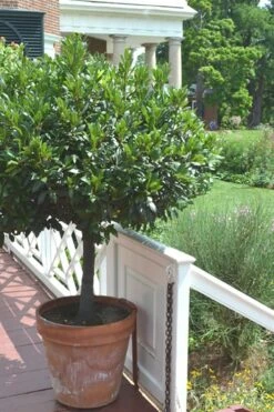 Bay Laurel (Sweet Bay) - Laurus Nobilis - 2 Gallon Pot -FRUIT TREES & PLANTS Sales Bay Laurel 10 3