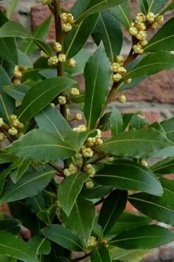 Bay Laurel (Sweet Bay) - Laurus Nobilis - 2 Gallon Pot -FRUIT TREES & PLANTS Sales Bay Laurel 2 3