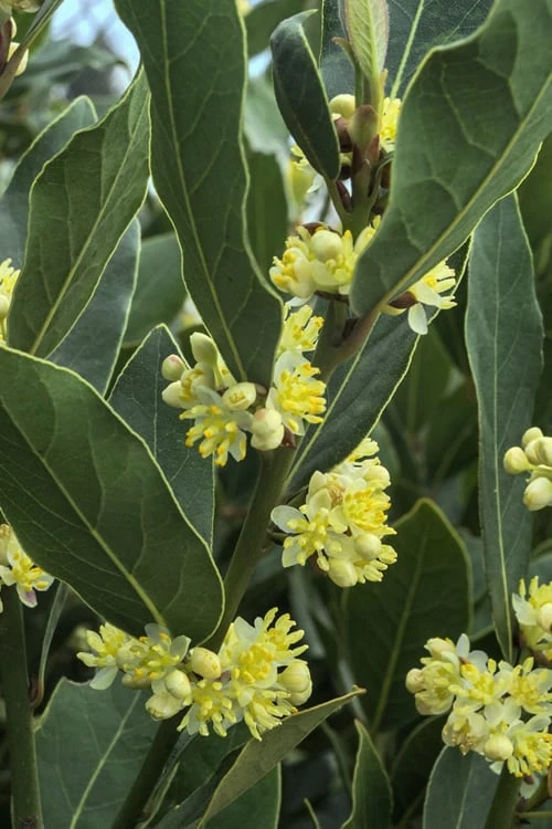 Bay Laurel (Sweet Bay) - Laurus Nobilis - 3 Gallon Pot 6 Bay Laurel (Sweet Bay) - Laurus Nobilis - 3 Gallon Pot - Image 4