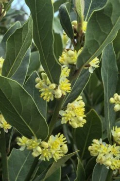 Bay Laurel (Sweet Bay) - Laurus Nobilis - 6 Pack Of 1 Gallon Pots -FRUIT TREES & PLANTS Sales Bay Laurel 3 2