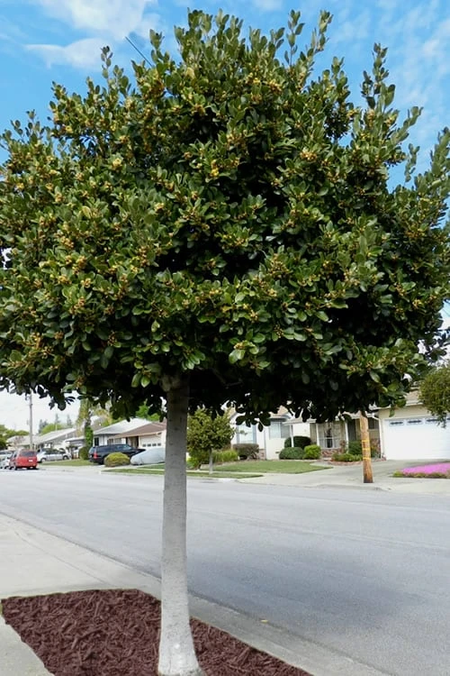 Bay Laurel (Sweet Bay) - Laurus Nobilis - 3 Gallon Pot 7 Bay Laurel (Sweet Bay) - Laurus Nobilis - 3 Gallon Pot - Image 5