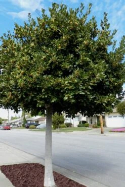 Bay Laurel (Sweet Bay) - Laurus Nobilis - 2 Gallon Pot -FRUIT TREES & PLANTS Sales Bay Laurel 5 3