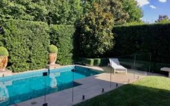 Bay Laurel (Sweet Bay) - Laurus Nobilis - 2 Gallon Pot -FRUIT TREES & PLANTS Sales Bay Laurel 7 3