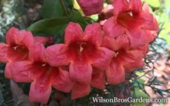 Shalimar Red Crossvine - Bignonia Capreolata - 3 Gallon Pot -FRUIT TREES & PLANTS Sales Bignonia Crossvine Shalimar Red