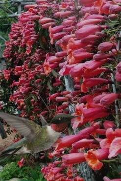 Shalimar Red Crossvine - Bignonia Capreolata - 3 Gallon Pot -FRUIT TREES & PLANTS Sales Bignonia Shalimar Red 20