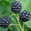 Natchez Thornless Blackberry - 3 Gallon Pot 2 Natchez Thornless Blackberry - 3 Gallon Pot -FRUIT TREES & PLANTS Sales Blackberry Natchez BS 1