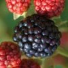 Osage Thornless Blackberry - 1 Gallon Pot -FRUIT TREES & PLANTS Sales Blackberry Osage 1