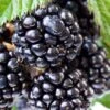 Ouachita Thornless Blackberry - 6 Pack Of 1 Gallon Pots -FRUIT TREES & PLANTS Sales Blackberry Ouachita 1 1
