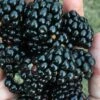 Prime Ark Freedom Blackberry Plant - 1 Gallon Pot -FRUIT TREES & PLANTS Sales Blackberry Prime Ark Freedom 1