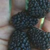 Prime Ark Traveler Blackberry Plant - 1 Gallon Pot -FRUIT TREES & PLANTS Sales Blackberry Prime Ark Traveler 1