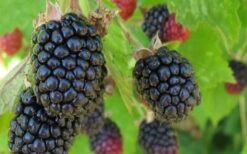 Triple Crown Thornless Blackberry Plant - 3 Gallon Pot -FRUIT TREES & PLANTS Sales Blackberry Triple Crown