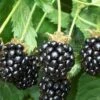 Triple Crown Thornless Blackberry Plant - 3 Gallon Pot 1 Triple Crown Thornless Blackberry Plant - 3 Gallon Pot -FRUIT TREES & PLANTS Sales Blackberry Triple Crown 500x750 1