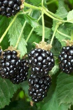 Triple Crown Thornless Blackberry Plant - 3 Gallon Pot