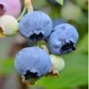 Alapaha Rabbiteye Blueberry - 1 Gallon Pot -FRUIT TREES & PLANTS Sales Blueberry Alapaha 3