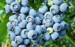 Alice Blue Rabbiteye Blueberry - 1 Gallon Pot -FRUIT TREES & PLANTS Sales Blueberry Alice Blue