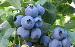 Bless Your Heart Rabbiteye Blueberry - 1 Gallon Pot -FRUIT TREES & PLANTS Sales Blueberry Bless Your Heart