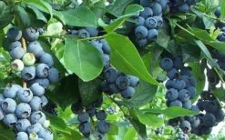 Premier Rabbiteye Blueberry - 2.5 Quart Pot 9 Premier Rabbiteye Blueberry - 2.5 Quart Pot -FRUIT TREES & PLANTS Sales Blueberry Bush Premier 1