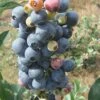 Climax Rabbiteye Blueberry - 1 Gallon Pot 2 Climax Rabbiteye Blueberry - 1 Gallon Pot -FRUIT TREES & PLANTS Sales Blueberry Climax Rev 500x750 3