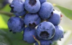 Delite Rabbiteye Blueberry - 3 Gallon Pot -FRUIT TREES & PLANTS Sales Blueberry Delite 1