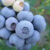 Legacy Highbush Blueberry - 6 Pack Of 1 Gallon Pots -FRUIT TREES & PLANTS Sales Blueberry Legacy Highbush 1