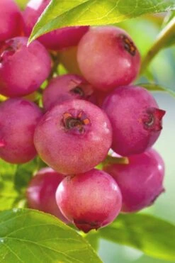 Pink Lemonade Blueberry - 6 Pack Of 1 Gallon Pots -FRUIT TREES & PLANTS Sales Blueberry Pink Lemonade 6 1