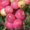 Pink Lemonade Blueberry - 6 Pack Of 1 Gallon Pots -FRUIT TREES & PLANTS Sales Blueberry Pink Lemonade 8 1
