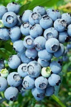 Brightwell Rabbiteye Blueberry - 1 Gallon Pot