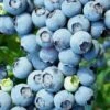 Brightwell Rabbiteye Blueberry - 7 Gallon Pot -FRUIT TREES & PLANTS Sales Blueberry Rabbiteye Brightwell 500x750 2
