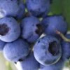 Delite Rabbiteye Blueberry - 3 Gallon Pot -FRUIT TREES & PLANTS Sales Blueberry Rabbiteye Delite 500x750 2