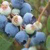 Powderblue Rabbiteye Blueberry - 7 Gallon Pot 1 Powderblue Rabbiteye Blueberry - 7 Gallon Pot -FRUIT TREES & PLANTS Sales Blueberry Rabbiteye Powder Blue 500x750 2