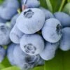 Vernon Rabbiteye Blueberry - 1 Gallon Pot -FRUIT TREES & PLANTS Sales Blueberry Rabbiteye Vernon 500x750 1