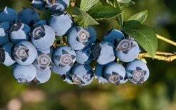 Star Southern Highbush Blueberry - 3 Gallon Pot -FRUIT TREES & PLANTS Sales Blueberry Star
