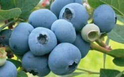 Takes The Cake Rabbiteye Blueberry Bush - 1 Gallon Pot 9 Takes The Cake Rabbiteye Blueberry Bush - 1 Gallon Pot -FRUIT TREES & PLANTS Sales Blueberry Takes The Cake