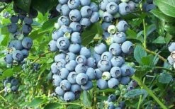 Tifblue Rabbiteye Blueberry - 2.5 Quart Pot 9 Tifblue Rabbiteye Blueberry - 2.5 Quart Pot -FRUIT TREES & PLANTS Sales Blueberry Tifblue 1