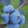 Tifblue Rabbiteye Blueberry - 1 Gallon Pot -FRUIT TREES & PLANTS Sales Blueberry Tifblue Rev 500x750 1
