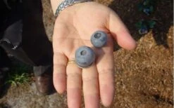 Titan Blueberry - 3 Gallon Pot -FRUIT TREES & PLANTS Sales Blueberry Titan 1