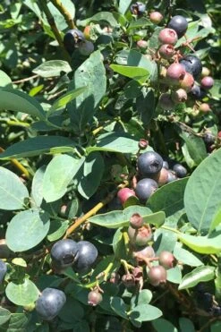 Titan Blueberry - 1 Gallon Pot -FRUIT TREES & PLANTS Sales Blueberry Titan 11