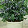 Top Hat Dwarf Blueberry - 1 Gallon Pot -FRUIT TREES & PLANTS Sales Blueberry Top Hat 1