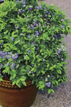 Top Hat Dwarf Blueberry - 1 Gallon Pot -FRUIT TREES & PLANTS Sales Blueberry Top Hat 2