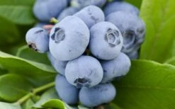 Woodard Rabbiteye Blueberry - 1 Gallon Pot 9 Woodard Rabbiteye Blueberry - 1 Gallon Pot -FRUIT TREES & PLANTS Sales Blueberry Woodard