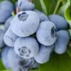 Woodard Rabbiteye Blueberry - 1 Gallon Pot -FRUIT TREES & PLANTS Sales Blueberry Woodard 500x750 1
